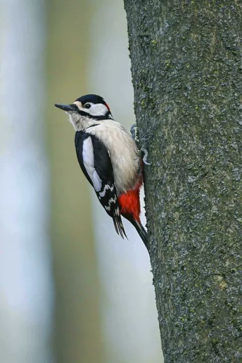 Veliki djetlić, Dendrocopos major