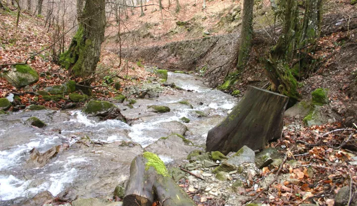 Velika, 011208Motiv iz sume u Parku prirode Papuk. Kanjon potoka Dubocanke.