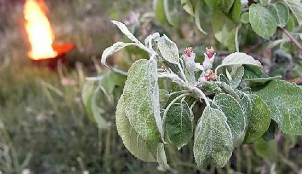 tete na cvijetu jabuke od mraza mraz u voćnjaku jabuke------1 color