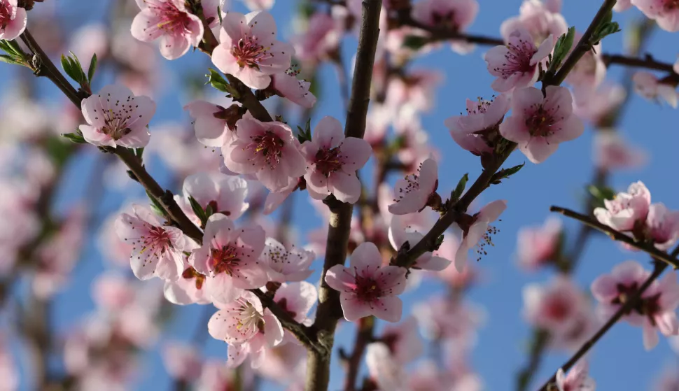 ČEPIN, 12. 04. 2015, DRVO, BRESKAVA, CVIJETA BRESKVA, PROLJEĆE. SLOBODNJAK...snimio GOJKO MITIĆ