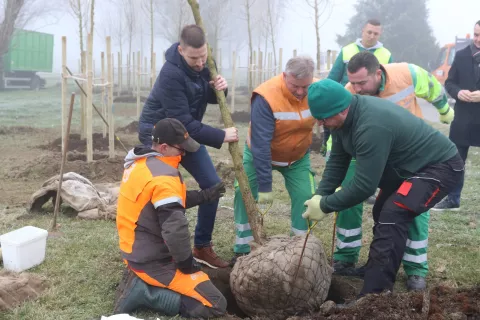 Osijek, 31. 12. 2024, Igralište kod Zoo-a, sadnja posljednjeg stabla u okviru projekta ozelenjavanja. Gradonačelnik Ivan Radićsnimio GOJKO MITIĆ