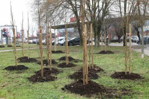 Ozelenjivanje - Osijek - Grad Osijek