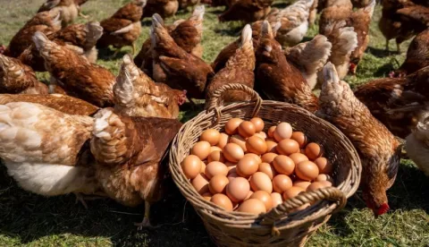 AGRO-KLASTER VUKOVARSKO-SRIJEMSKE ŽUPANIJE, JAJA IZ SLOBODNOG UZGOJA, 2022.