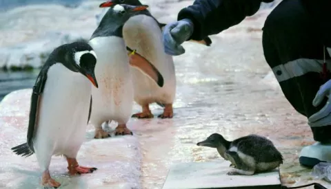 epa04808590 A 17-day-old Gentoo penguin is weighed by a keeper while other penguins look on, at the Abenteuer Park in Oberhausen, Germany, 19 June 2015. The little bird, whose sex cannot yet be determined, weighs 600g, 50 more than the day before. EPA/ROLAND WEIHRAUCH
