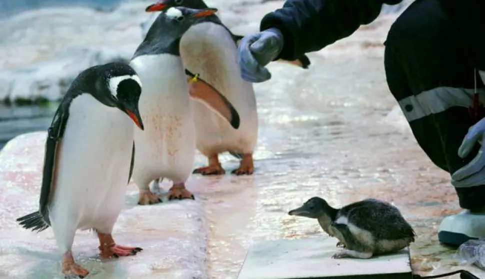 epa04808590 A 17-day-old Gentoo penguin is weighed by a keeper while other penguins look on, at the Abenteuer Park in Oberhausen, Germany, 19 June 2015. The little bird, whose sex cannot yet be determined, weighs 600g, 50 more than the day before. EPA/ROLAND WEIHRAUCH