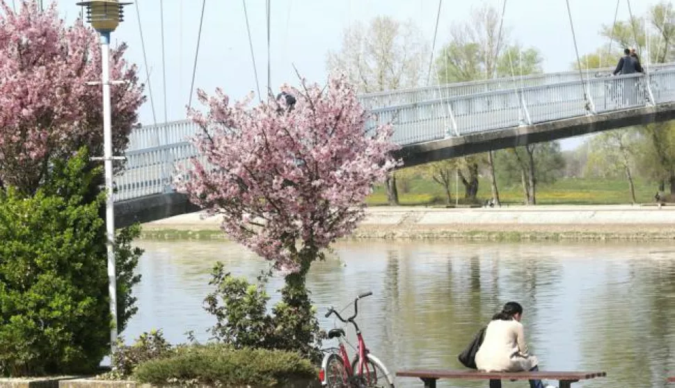 OSIJEK, 25. 03. 2017, STIGLO PROLJEĆE - CVJETAJU NEKA STABLA, GRMLJA POPARKOVIMA, LJUDI ĆE U SUBOTU UIVATI NA OTVORENOM... FOTO ETNJA, PROMENADA, SLOBODNJAK.snimio GOJKO MITIĆ 