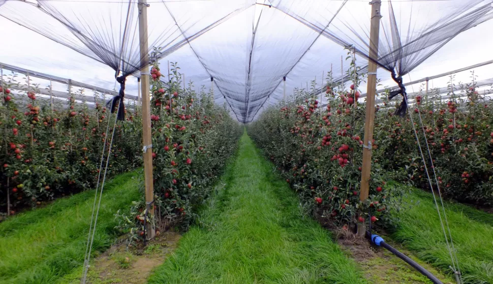 Voćnjak, snimio Ivica Getto