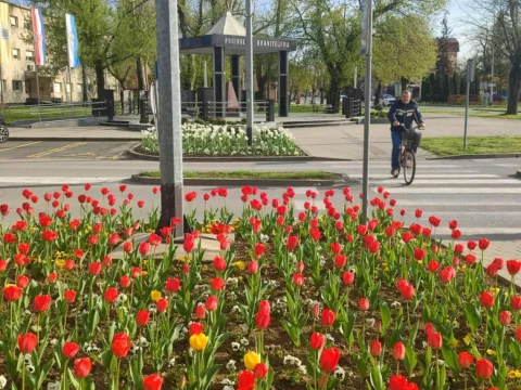 Tulipani kod gradskog parka Županjafoto: Marija Lešić Omerović