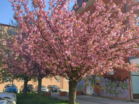 Japanske trešnje u Županjifoto: Marija Lešić Omerović