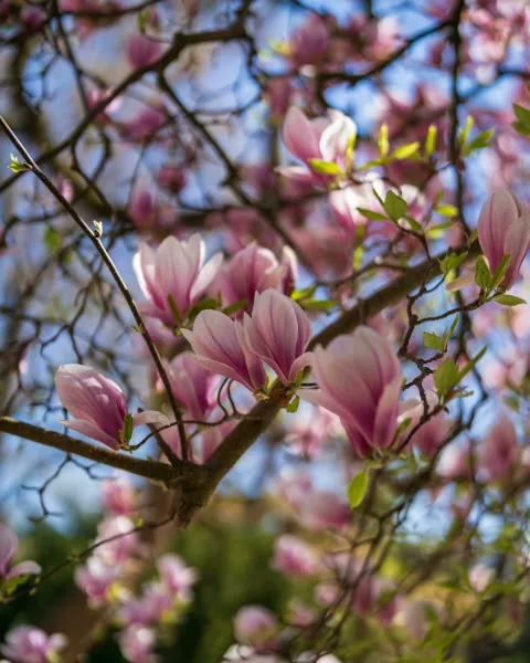 MAGNOLIJA CVIJET