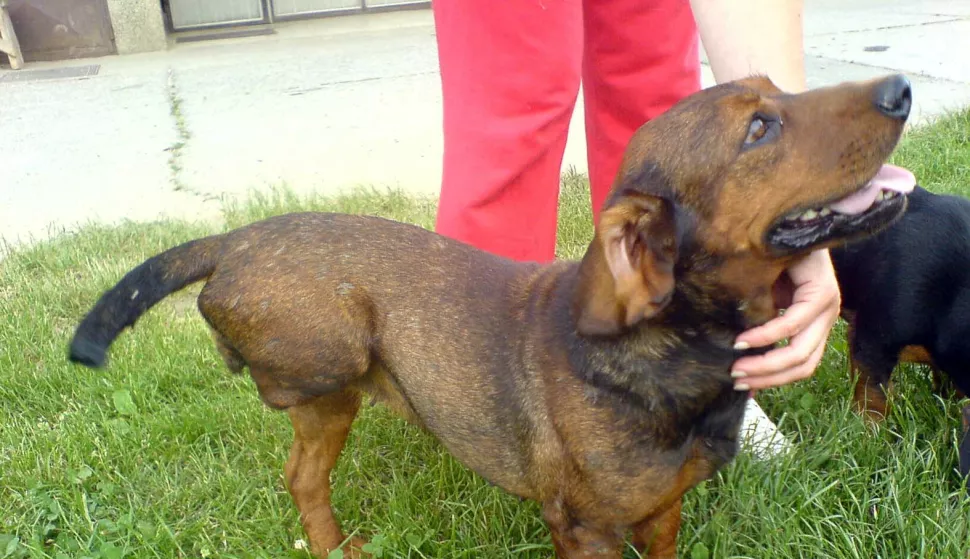 Virovitica, jazavcar, Udruga za zatitu ivotinja