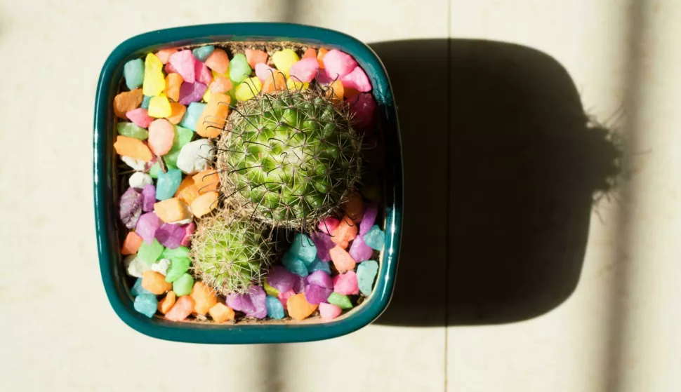 kaktus Mammillaria