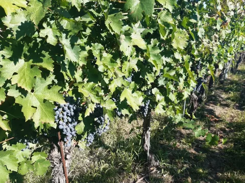 BARANJA - BERBA GROŽĐA, CRNO GROŽĐE, 2022.