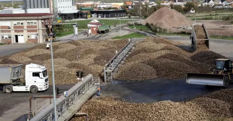 Županja, 18. listopada 2024., šećerna repa