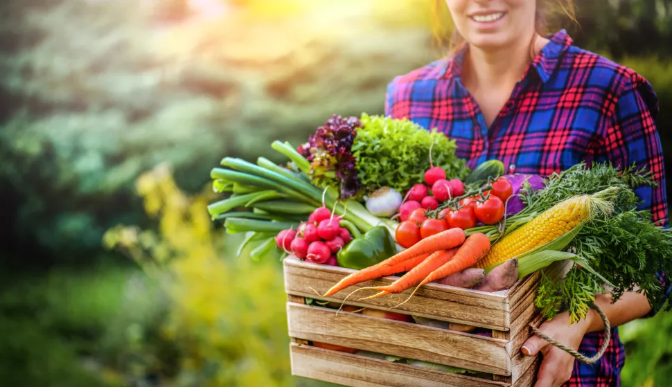 Farmer woman holding wooden box full of fresh raw vegetables. Basket with vegetable (cabbage, carrots, cucumbers, radish, corn, garlic and peppers) in the hands.