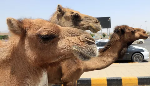 epa12092413 Camels walk along a street toward the outskirts of the city amid the impacts of climate change, in Sana'a, Yemen, 11 May 2025. Herders in water-scarce Yemen move from place to place in search of better pastures for their livestock due to climate change effects, including low and erratic rainfall and prolonged drought. EPA/YAHYA ARHAB