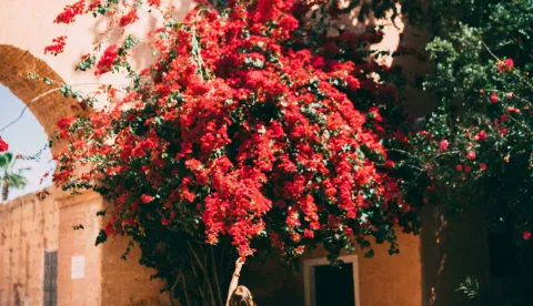 bugenvilija bugenvilija