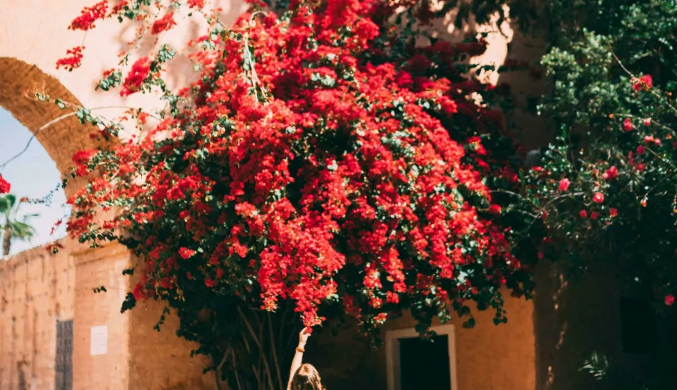bugenvilija bugenvilija