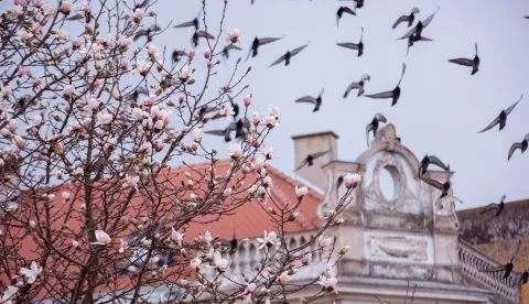 OSIJEK- 19.03.2021., unatoc lošim vremenskim uvjetima koji više najavljuju zimu nego proljeće, procvjetalo cvijeće na Promenadi, slobodnjak.Foto: Andrea Ilakovac