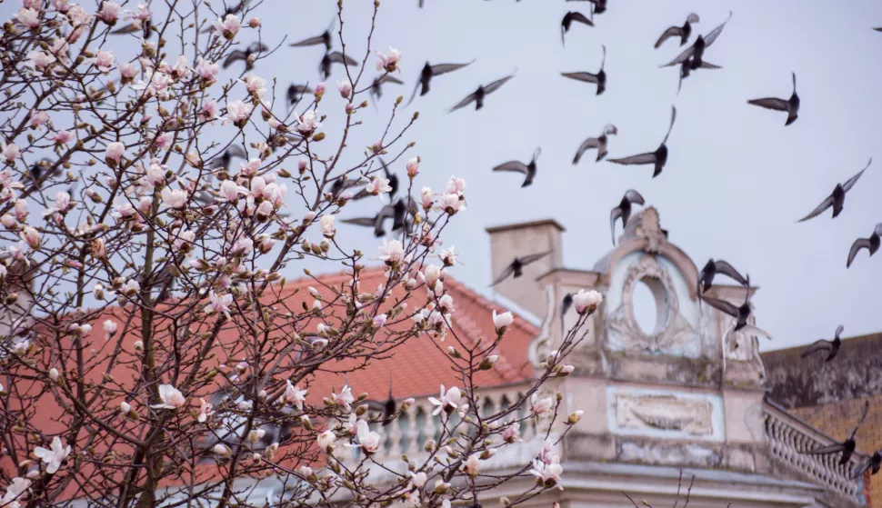 OSIJEK- 19.03.2021., unatoc lošim vremenskim uvjetima koji više najavljuju zimu nego proljeće, procvjetalo cvijeće na Promenadi, slobodnjak.Foto: Andrea Ilakovac