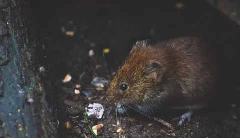 štakor rat glodavac