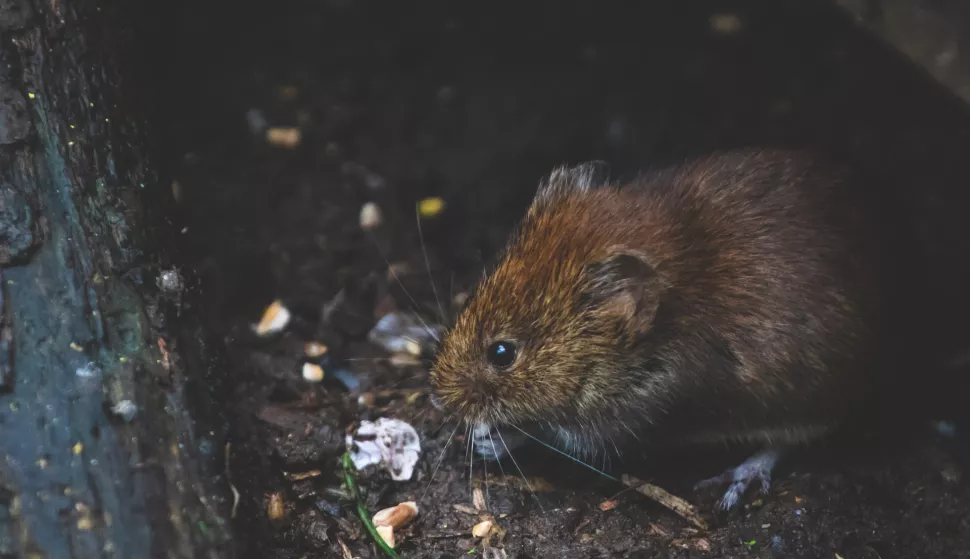 štakor rat glodavac