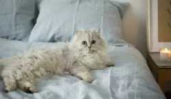 perzijska mačka