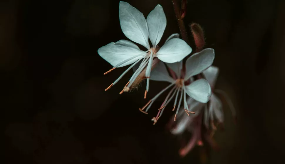 Cvijet koji se njiše poput jata leptira