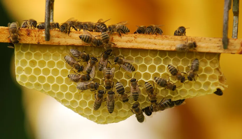 07.07.2009., Cakovec - Pcelari se zale da je nakon oprasivanja avionima protiv komaraca doslo do pomora pcela na pojedninim lokacijama. r"nPhoto: Vjeran Zganec-Rogulja/Vecernji list