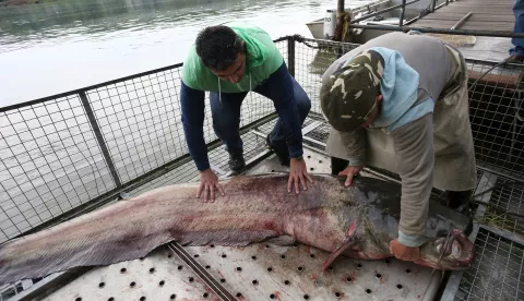 snimio Davor KIBEL,Osijek, 11.05.2016. Ušće Dunava i Drave, ulovljen som 2,5 metra i preko 100 kilograma, rijeka Drava, vikend naselje Ušće, đunka na vodi sa kavezom za ribu
