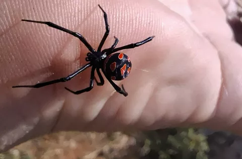 Landeka: Otrov joj je 14 puta jači od čegrtušina, ali crna udovica nije agresivna