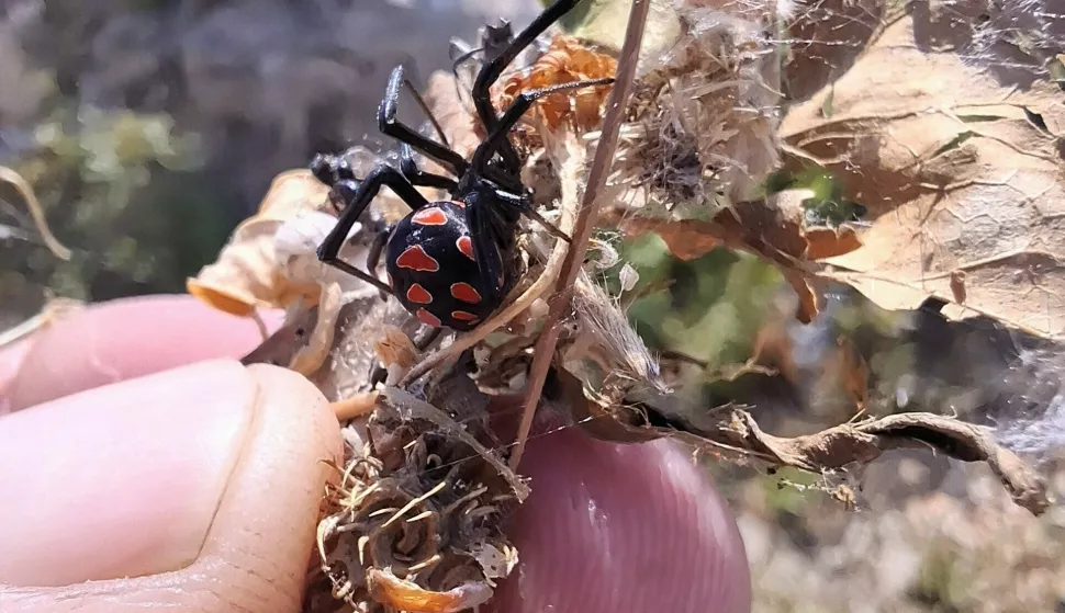 Landeka: Otrov joj je 14 puta jači od čegrtušina, ali crna udovica nije agresivna