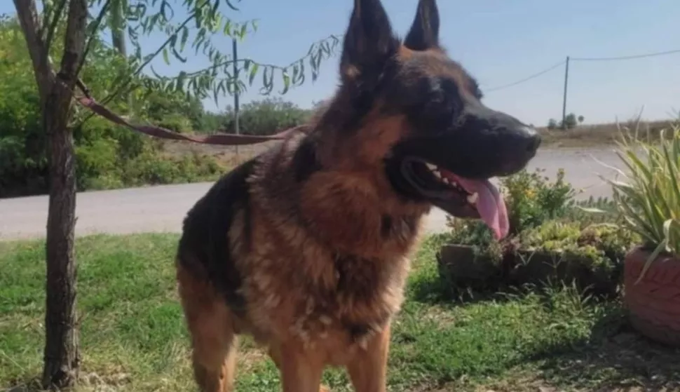 Osječanin svezao psa za stablo ispred Azila i otišao. Mora platiti tisuću eura