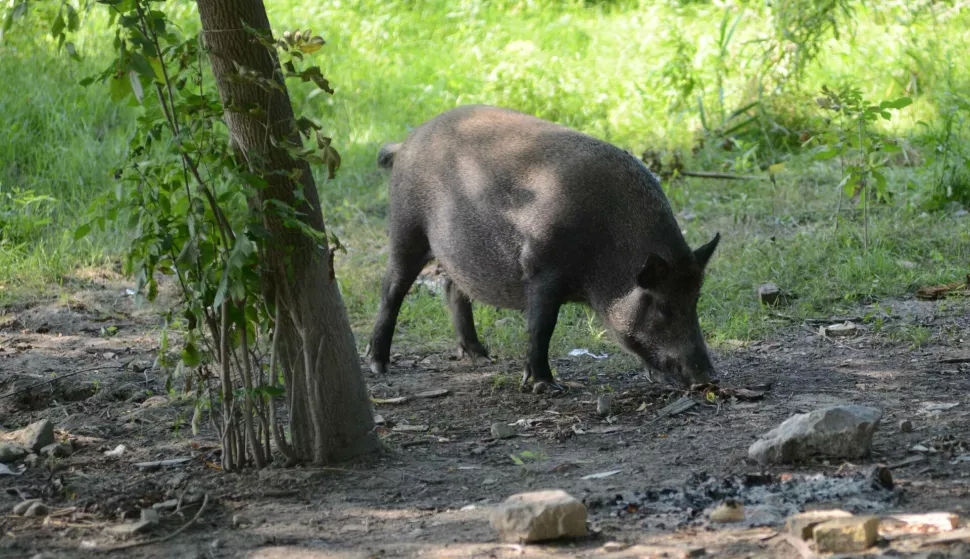 Batina: 04.08.2015Divlja svinjaSnimio: Josip Šeri