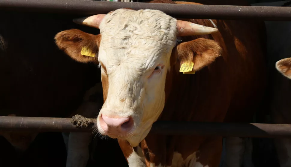 Josip Major ima 400 goveda od čega 70 muznih kravaSNIMIO: VLADIMIR GRGURIĆ