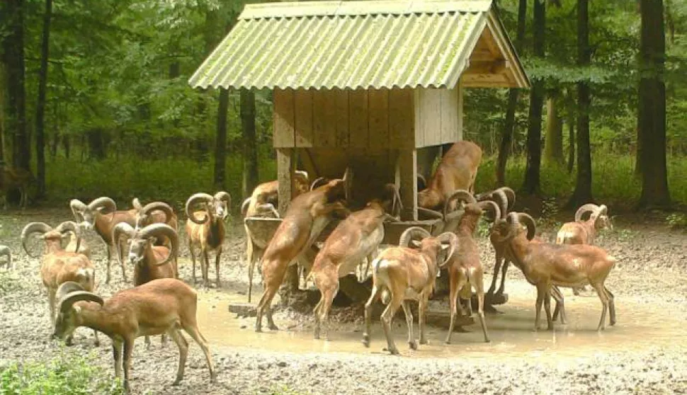slavonija...loviste kunjevci (vinkovci)...04.05.2018.hrvatske sume uprava suma vinkovci - drzavno uzgajaliste divljaci "kunjevci"; na fotki - hraniliste muflona u uzgajalistu divljaci "kunjevci"foto - preuzeto s nadzorne kamere uzgajalista divljaci kunjevci