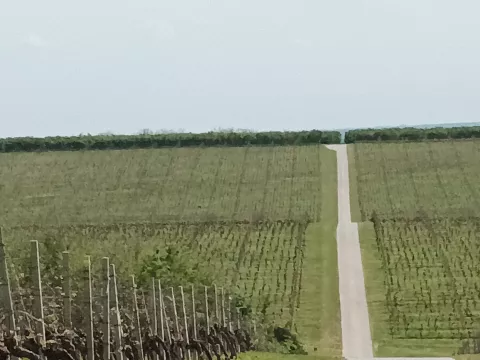 Vinogradari o utjecaju suše: Opasnost nam prijeti samo od pepelnice i eventualnog leda