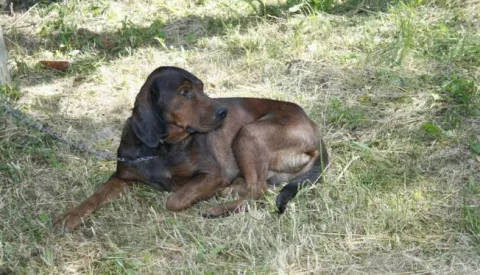 Lovački psi brak jazavčar lov------crna3 st color