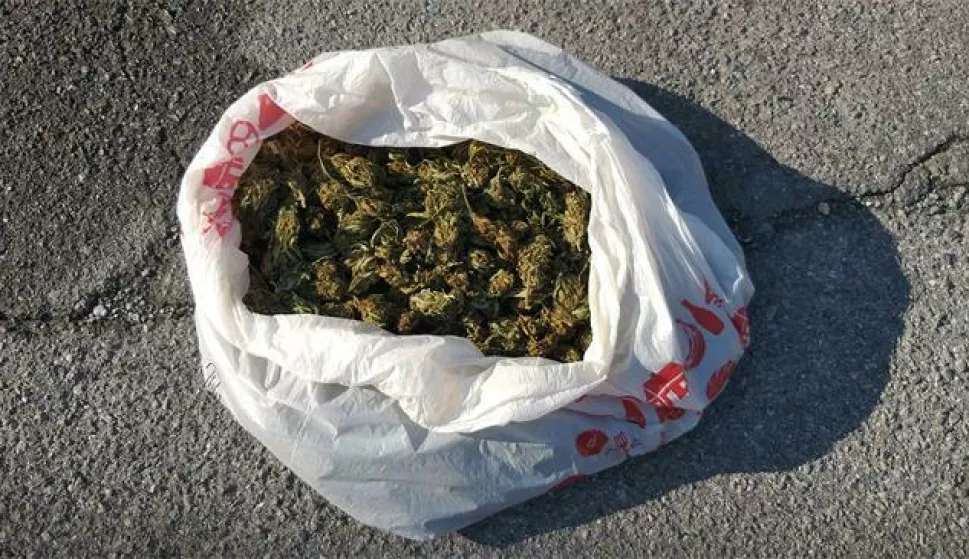 Od 43-godišnjaka iz Špišić Bukovice oduzeta marihuana, stabljike marihuane, droga, trava, ilustracija