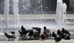 Osijek, 12. 07. 2024, Trg Ante Starcevica, i golubovi su potrazili spas u fontani. Oko 14 sati temperatura u Osijeku je bila 38,8 C tako je pokazivao led displej na obali Drave u Zimskoj luci. Ljudi se snalaze na razne nacine kako bi se zastitili od vrucine i sunca. snimio GOJKO MITIĆ