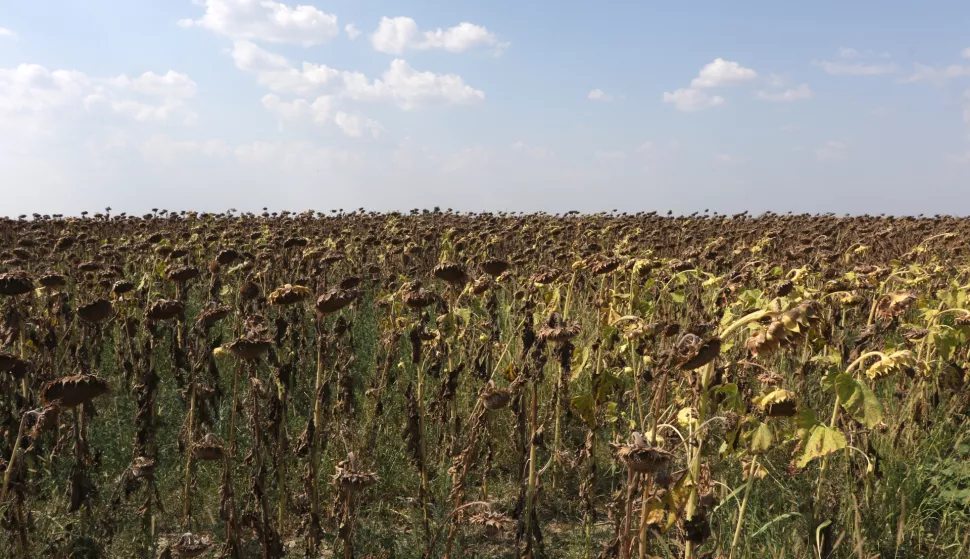 Osijek, 29. 08. 2024, Čepin, zbog dugotrajen su&scaron;e navi&scaron;e su stradali poljoprivredni usijevi, najvi&scaron;e kukuruz i suncokret.snimio GOJKO MITIĆ