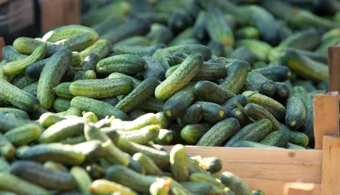 Tvrtka Moslavina voće ove godine investirala je gotovo 350.000 eura u plantažu krastavaca kornišona