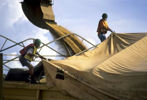 (FILE) Workers covering a load of soybeans, in Rio Madeira, Brazil, 2010. With a new cut its growth forecasts for 2012, Latin America and the Caribbean confirmed that they have entered a phase of 'slowing' economy like the rest of the world, stated the World Bank on the day, October 3, 2012. Photo: Werner Rudhart/dpa/aa/DPA/PIXSELL