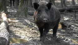 Lovcima naknada za svaku odstrijeljenu divlju svinju