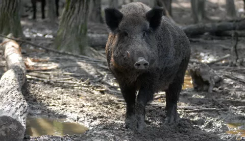 Lovcima naknada za svaku odstrijeljenu divlju svinju