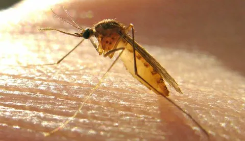 ?10.10.2012., Zagreb - Komarac je insekt iz porodice Culicidae. Sirom svijeta postoji oko 3.500 vrsta komaraca, uvrstenih u 31 rod. Odrasli komarac se izvaljuje iz lutke na povrsini vode. Odrasle zenke mogu zivjeti do mjesec dana, ali u prirodi ne zive vise od dva tjedna. Komarci posjeduju usta (rilo) adaptirana za busenje koze biljaka i zivotinja i hranjenje biljnim nektarom i sokovima, kao i krvlju.Photo: Robert Anic/PIXSELL------Osijek 2 stupca color