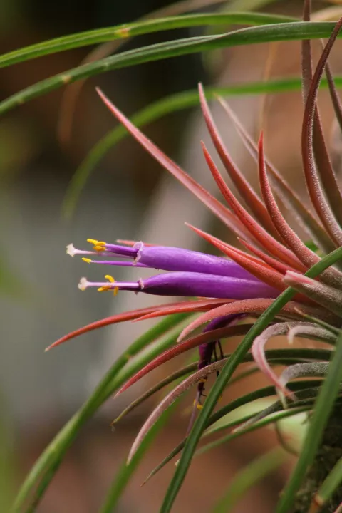 Tri nevjerojatne biljke koje svijetle u mraku