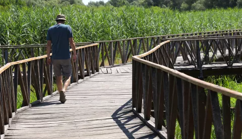 Kopački rit, 02. 07. 2025., Park prirode, Kopački rit, obilazak, kontinentalni turizam, turizam, turisti, turist, ljeto, vrućina, šetnja, prirodaSNIMIO BRUNO JOBST