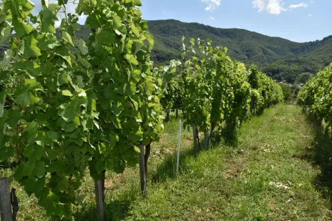 Kaznionica u Lepoglavi i ove godine osvojila priznanja za vino i med