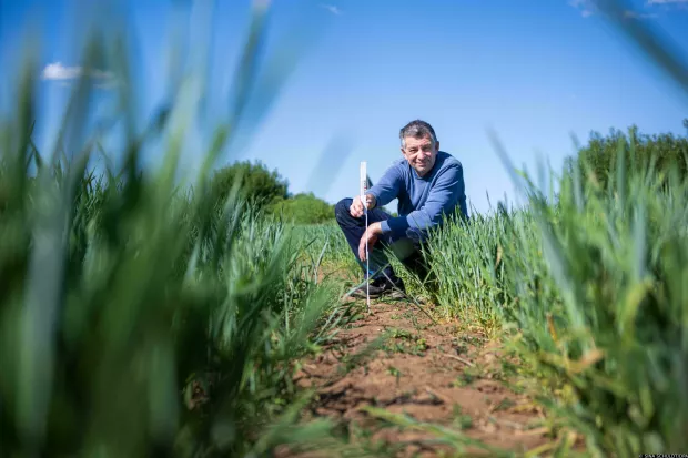 15 May 2025, Bremen: Farmer Eckart Hoehne uses a folding rule to measure the depth of the cracks in the dry soil of his wheat field. Photo: Sina Schuldt/dpa Photo: SINA SCHULDT/DPA
